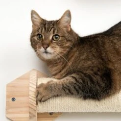 Phoebe Wall Mounted Scratch Post -Zooplus Shop 105455 kratzstamm wllie fg 8545 1