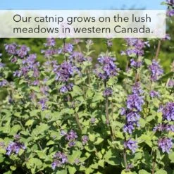 Kater Kasimir Catnip 13 Kater Kasimir Catnip -Zooplus Shop 144896 asaquaristik kater kasimir katzenminze cat 60g hs 07 2