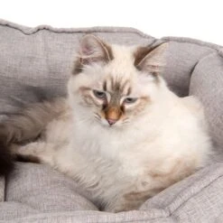 Batumi Cat Bed -Zooplus Shop 203335 batumi und katze fg 9812 0