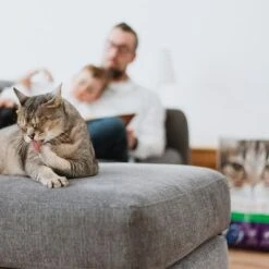 Intersand Classic Pine Forest Scented Cat Litter -Zooplus Shop 248818 intersand classic katzenstreu pinienwald hs 06 9