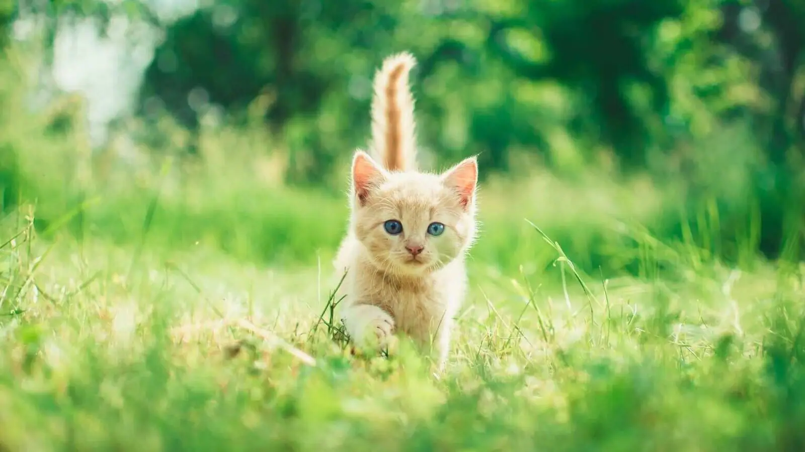 Zooplus Shop 46 Zooplus Shop -Zooplus Shop 36