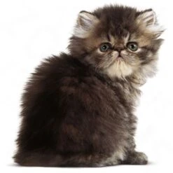 Royal Canin Persian Kitten -Zooplus Shop rc persiank1 2